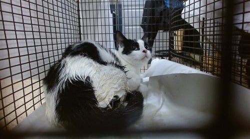 CHLOE - Domestic Short Hair available for adoption
