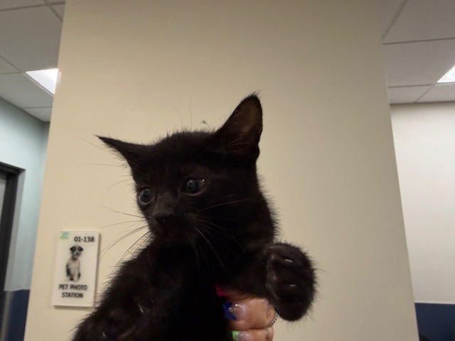 JELLYBEAN - Domestic Short Hair available for adoption