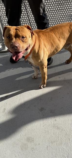 PAXTON - American Bulldog available for adoption