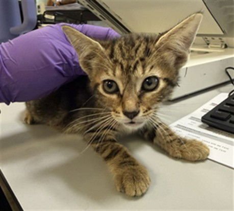 YUKI - Domestic Short Hair available for adoption