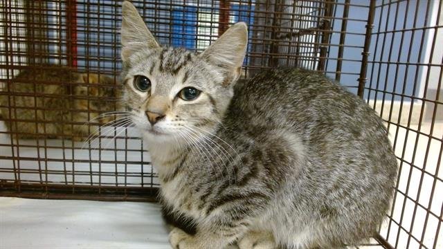 RENE - Domestic Short Hair available for adoption