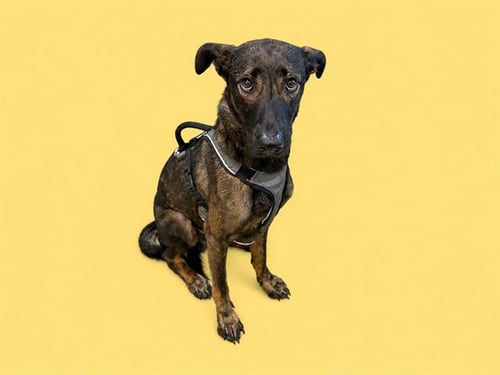 REX - German Shepherd Dog / Belgian Shepherd Malinois available for adoption