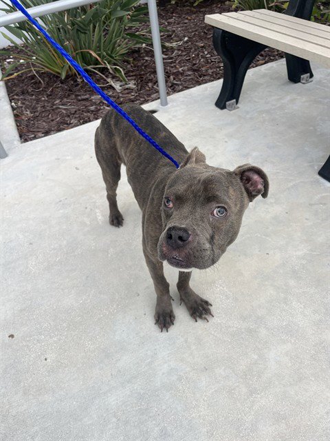 BOBERTO - Pit Bull Terrier available for adoption