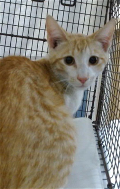 CHIP - Domestic Short Hair available for adoption