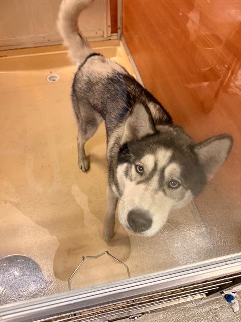 SKY - Siberian Husky available for adoption