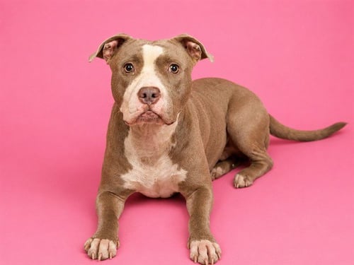 MISSY - American Bulldog available for adoption
