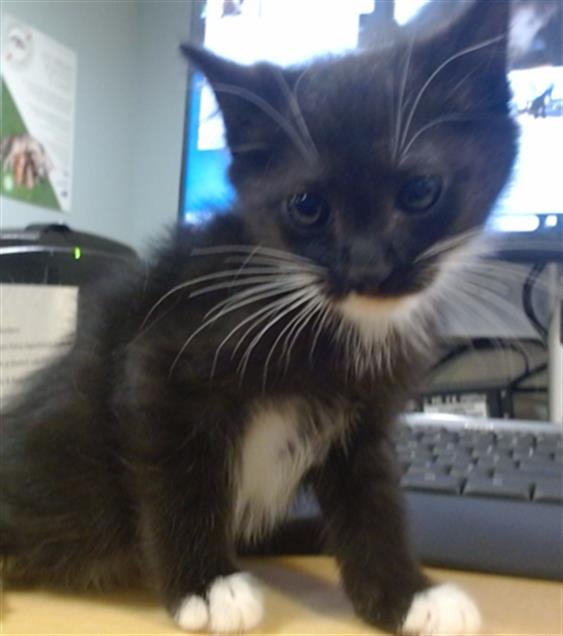 CHEESE - Domestic Long Hair available for adoption