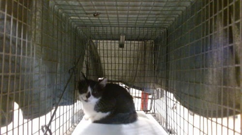 AMBER - Domestic Short Hair available for adoption