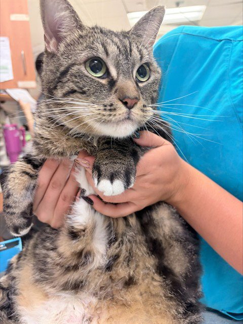 NANI - Domestic Short Hair available for adoption