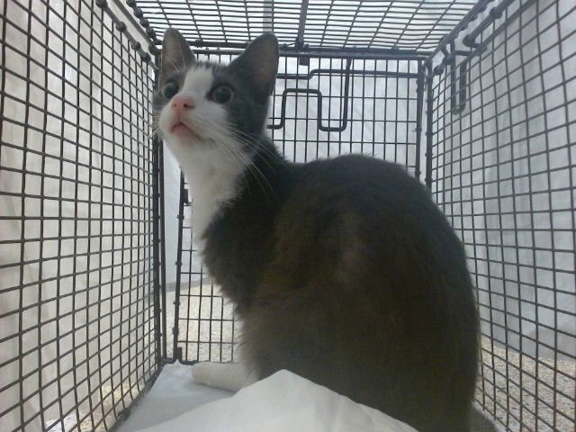 CHIBELLA - Domestic Short Hair available for adoption