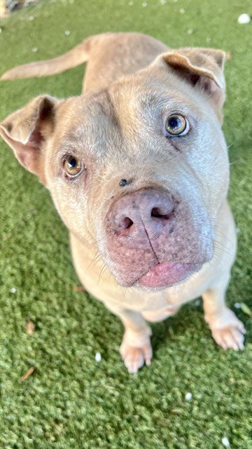 NANCY - Pit Bull Terrier available for adoption