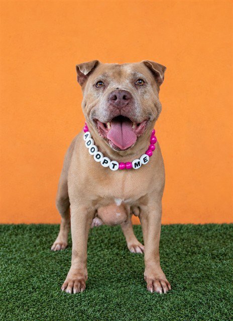 NANCY - Pit Bull Terrier available for adoption