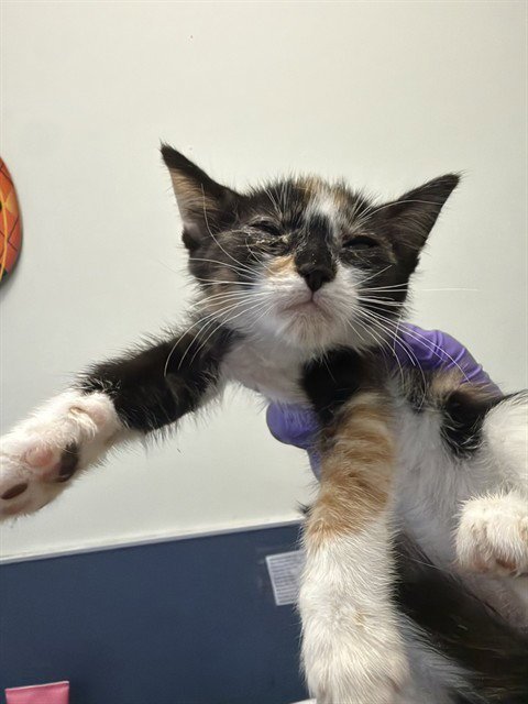 CAT 9 - Domestic Short Hair available for adoption