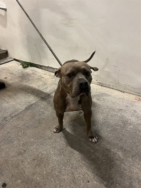 JULIET - Bulldog available for adoption