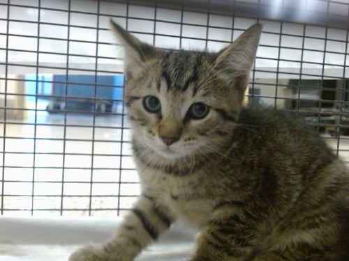 BEAR - Domestic Short Hair available for adoption