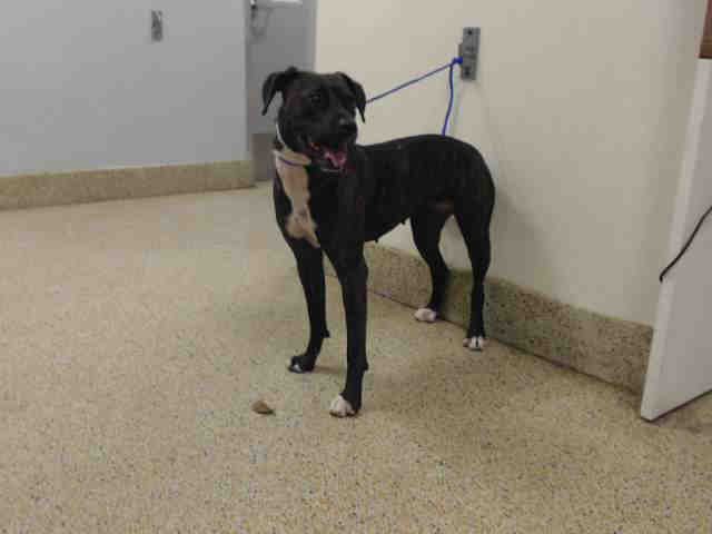 BELLA - Labrador Retriever available for adoption