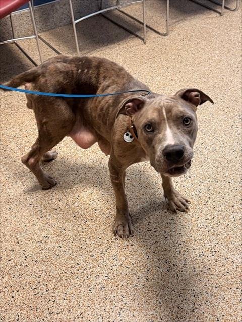 LUCY - American Bulldog available for adoption