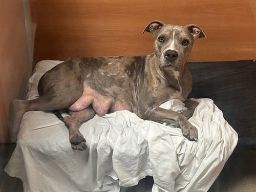 LUCY - American Bulldog for adoption in Miami
