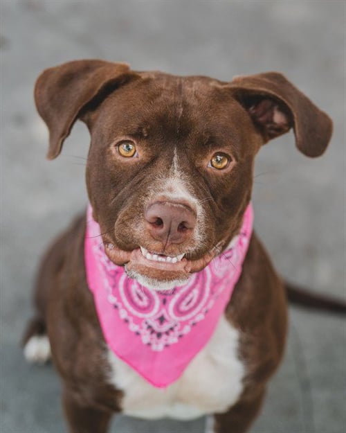 ELSA - American Bulldog available for adoption