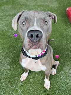BARNEY - American Bulldog available for adoption