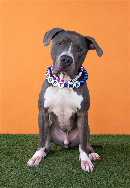 BARNEY - American Bulldog available for adoption