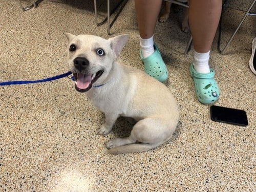 COCO - Chihuahua available for adoption