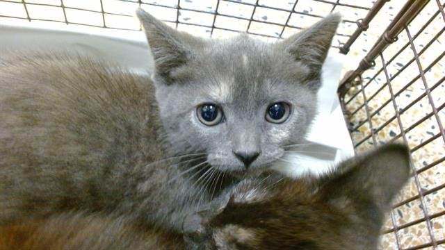 SUNNY - Domestic Short Hair available for adoption