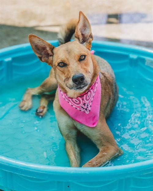 DAKOTA - Carolina Dog available for adoption