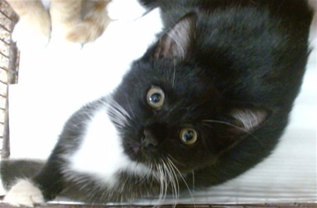 BUDD - Domestic Short Hair available for adoption