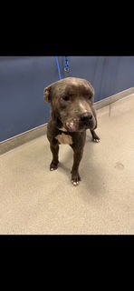 COSMO - Pit Bull Terrier available for adoption