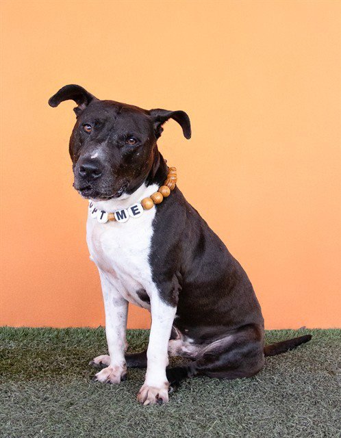 SELTOS - Bull Terrier available for adoption