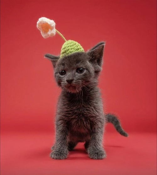 EMERALD - Domestic Short Hair available for adoption