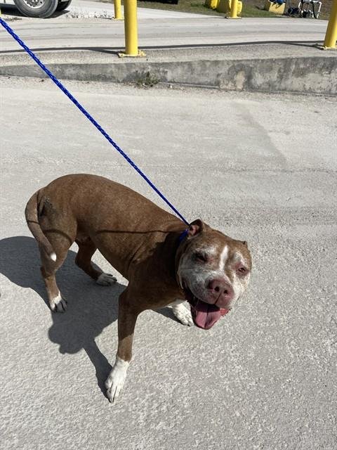 SKY - American Bulldog available for adoption