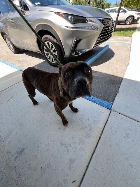 LEXUS - Boxer available for adoption