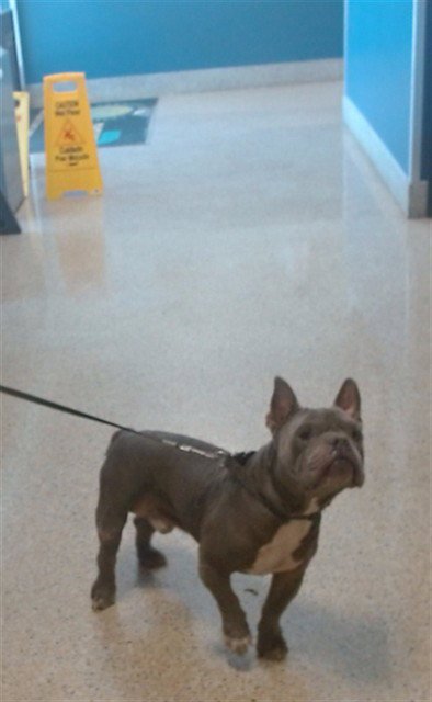 MILES - French Bulldog available for adoption
