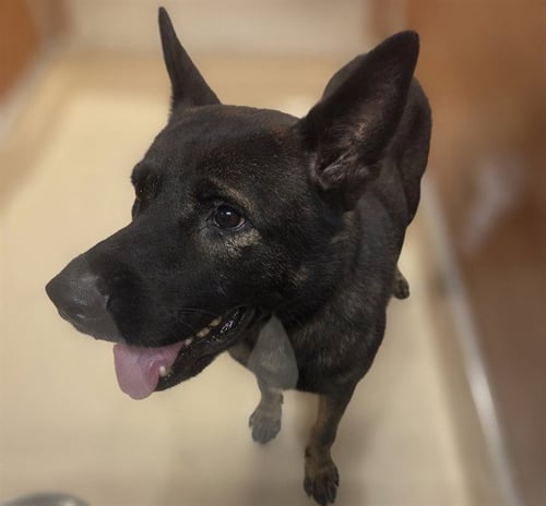 DAGGER - German Shepherd Dog available for adoption