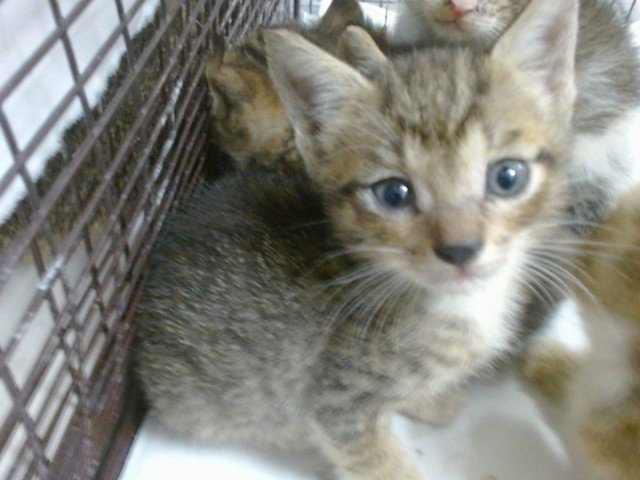 ETTA Image