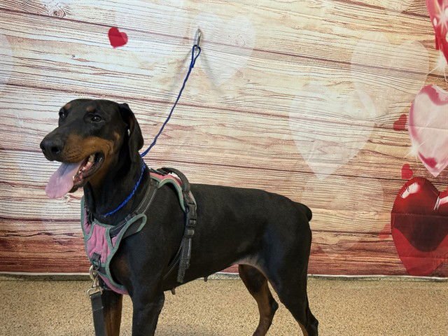 SUKI - Doberman Pinscher available for adoption