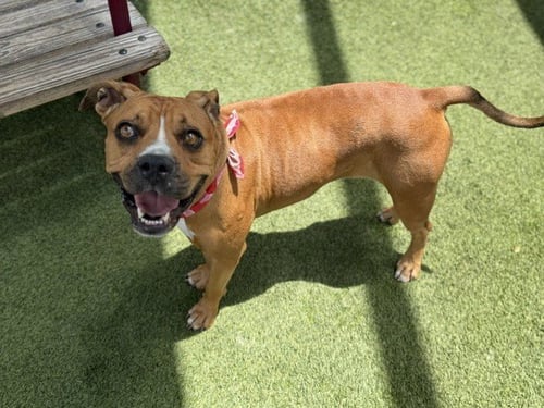 LINNA - American Bulldog available for adoption