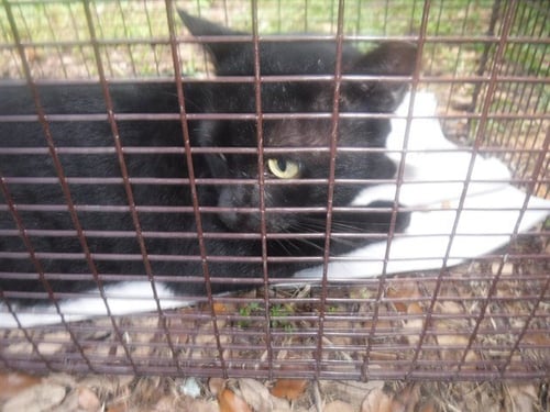 A2824513 - Domestic Short Hair available for adoption