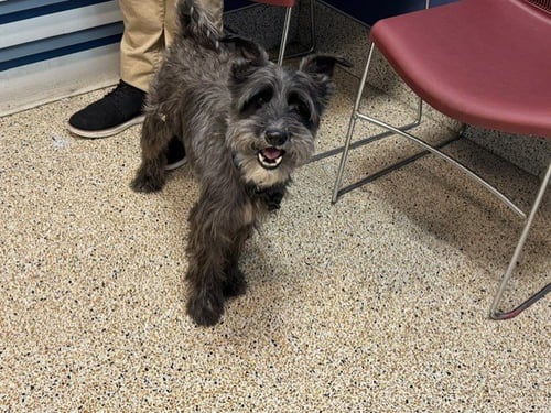 LUCIAN - Schnauzer available for adoption