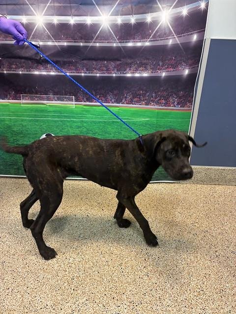 AMBER - Pit Bull Terrier available for adoption