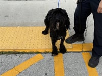 SCOOBA STEVE - Photo 1