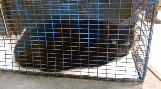 ALLY - Domestic Short Hair available for adoption