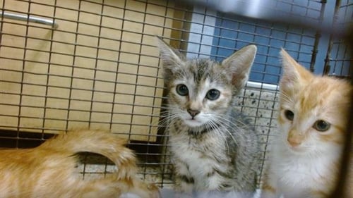 CANDICE - Domestic Short Hair available for adoption
