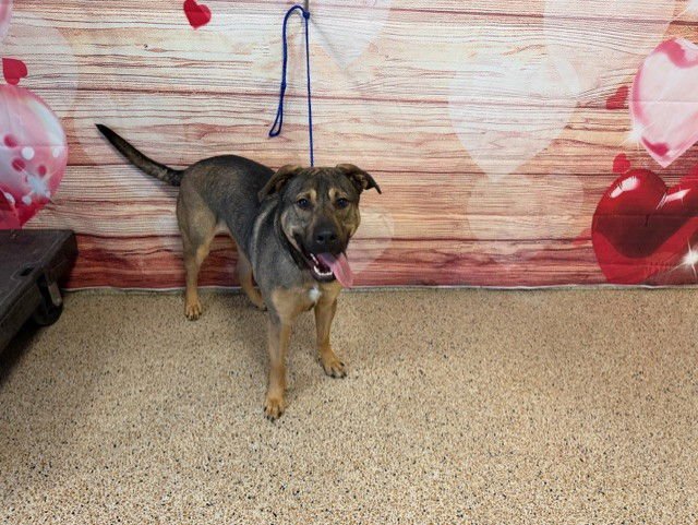 BUDDY - German Shepherd Dog available for adoption