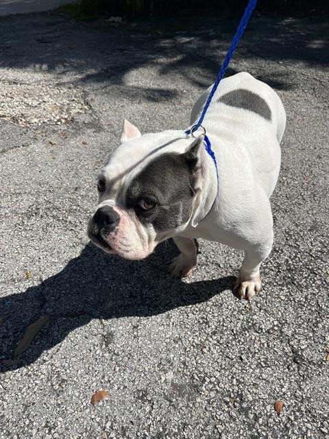 COCO CHANEL - American Bulldog available for adoption