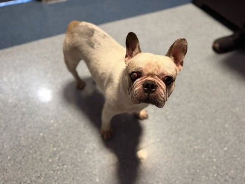 BUTTERCUP - French Bulldog available for adoption