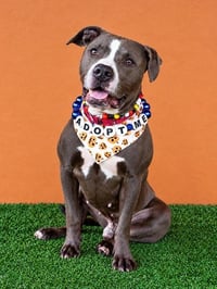 MACK - Photo 1