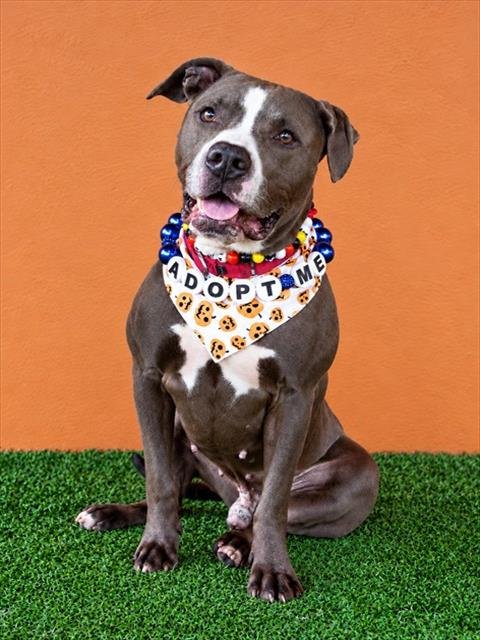 MACK - American Bulldog available for adoption